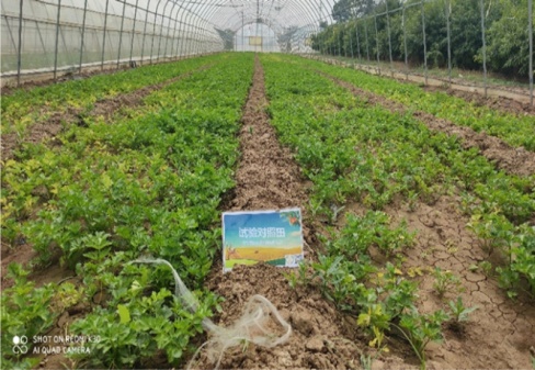 咸陽市涇陽三渠鎮芹菜示范基地